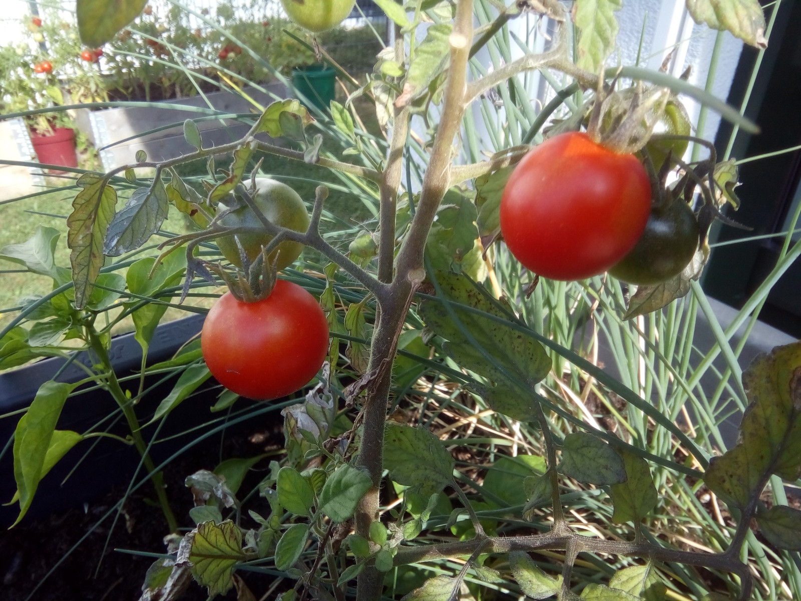 Tomatenpflanzen